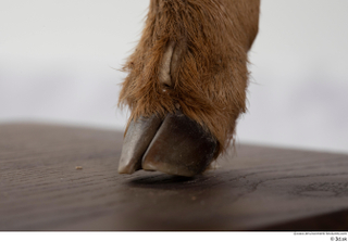 Deer doe foot hoof 0013.jpg